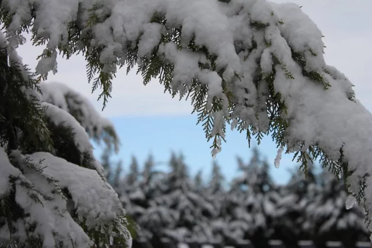 snow covered trees