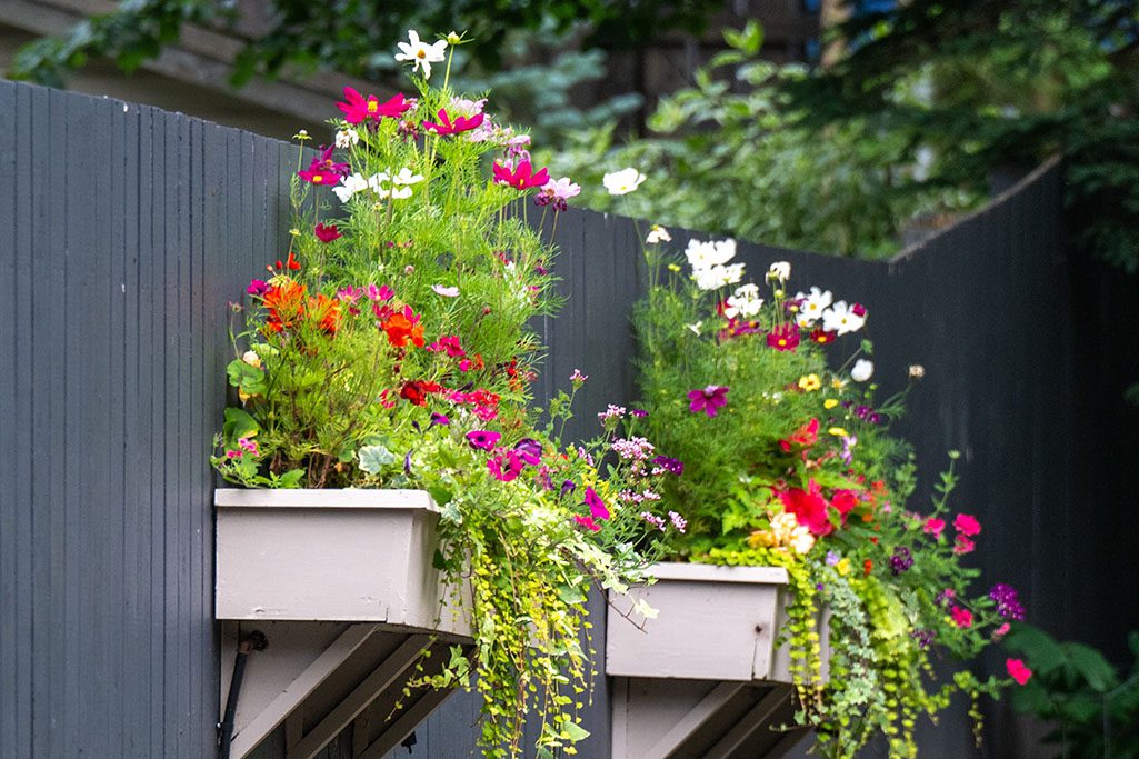 planters with colorful flowers on the side of a dark brown privacy fence